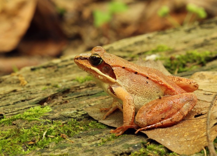 Wood Frog